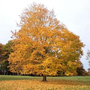 Meet your Posher, Silvio